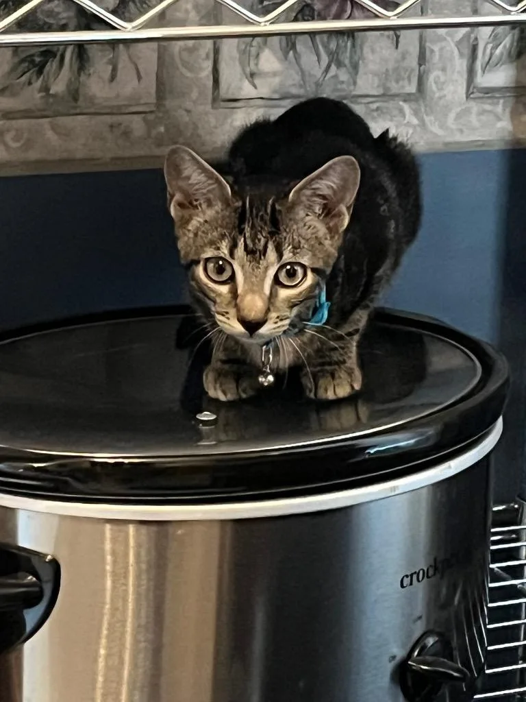 A baby small-sized male Domestic Short Hair cat named Alveron for adoption in Augusta, GA