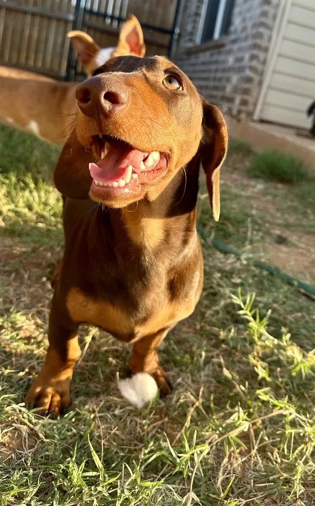 Hans