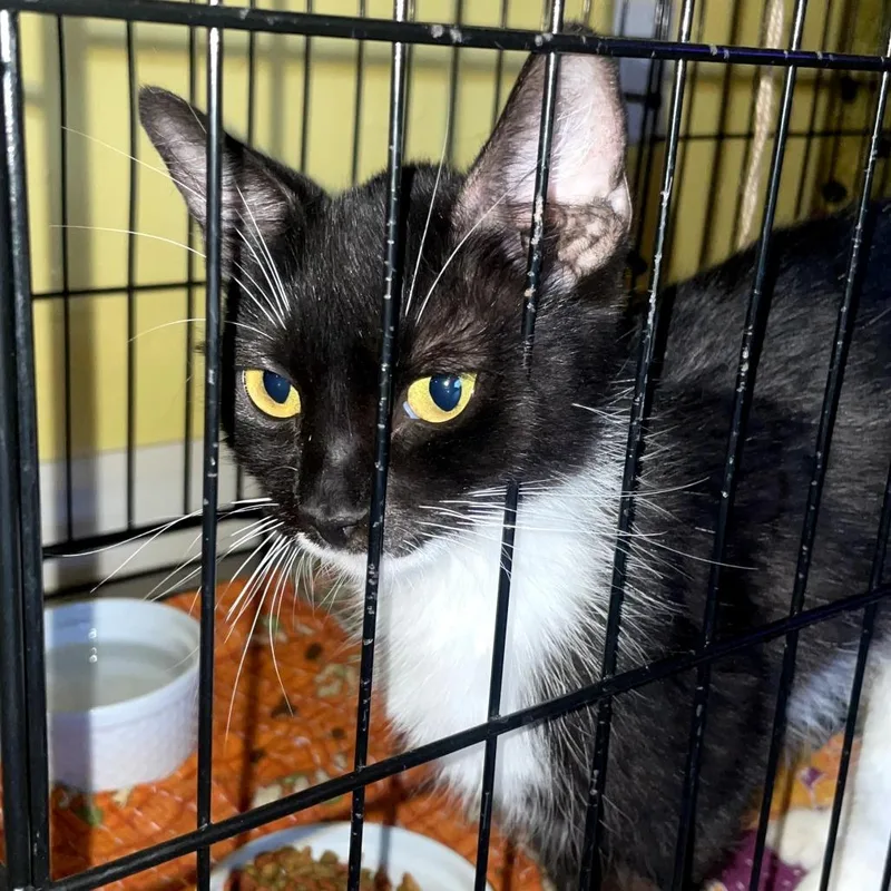 An adult medium-sized female Black Domestic Short Hair cat named FridaMOLLIE for adoption in Yuma, AZ