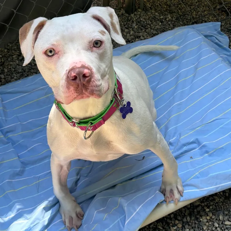 An adult large-sized female White / Cream Mixed Breed dog named Tammie for adoption in Hopkinton, MA