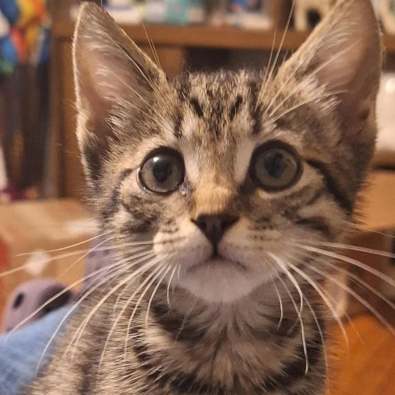 A young medium-sized female Tabby (Gray / Blue / Silver) Domestic Short Hair cat named Violet for adoption in SNOW HILL, NC