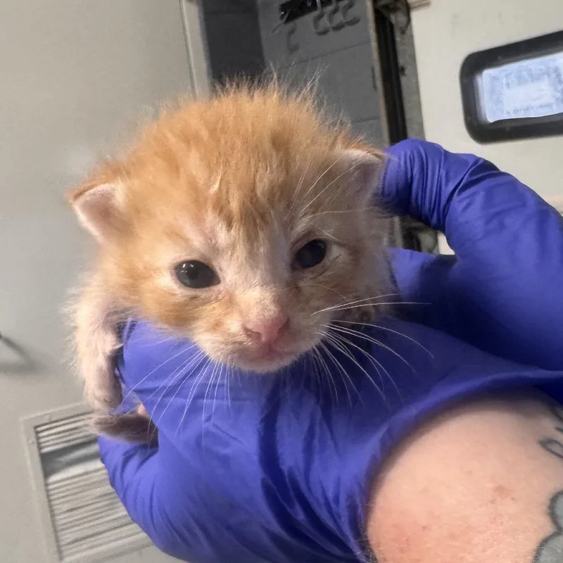 A baby small-sized male Orange / Red Domestic Short Hair cat named TUSCStray___ for adoption in Tuscaloosa, AL