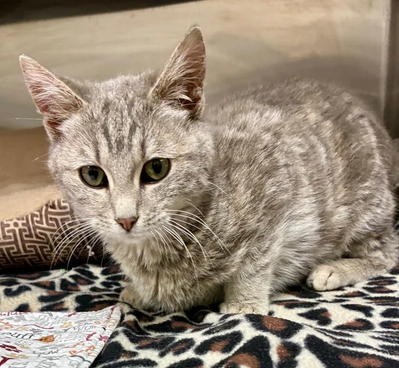 A young medium-sized female Domestic Short Hair cat named Bunnie  Ac  for adoption in Greeneville, TN