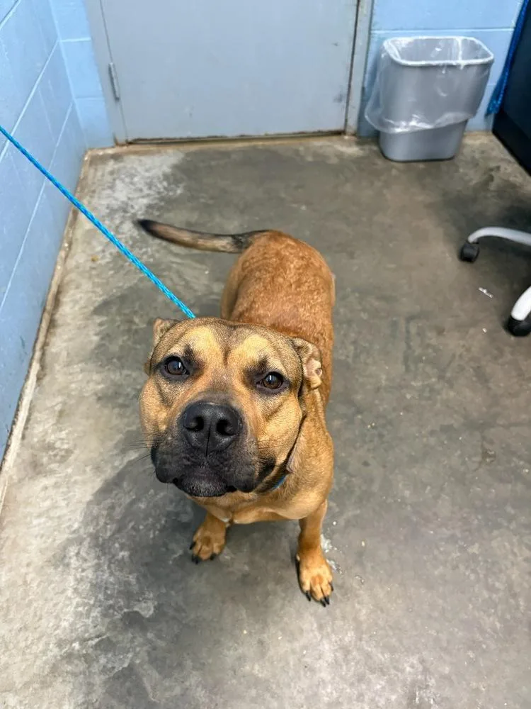 An adult large-sized male Tricolor (Brown, Black, & White) Terrier dog named LeRoy for adoption in Evansville, IN
