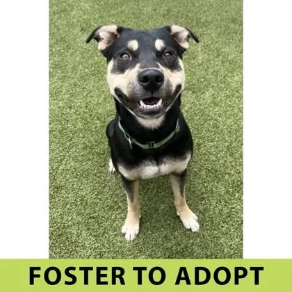 An adult large-sized male Mixed Breed dog named Zaxby for adoption in Eugene, OR