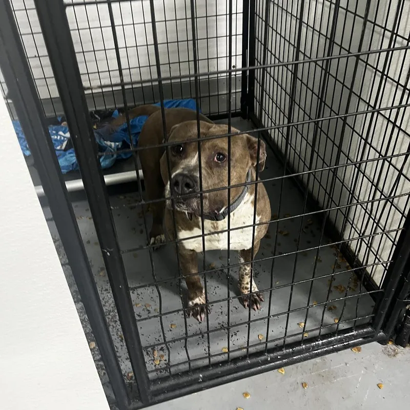 An adult small-sized male Brindle Terrier dog named Cinco for adoption in St. Louis, MO