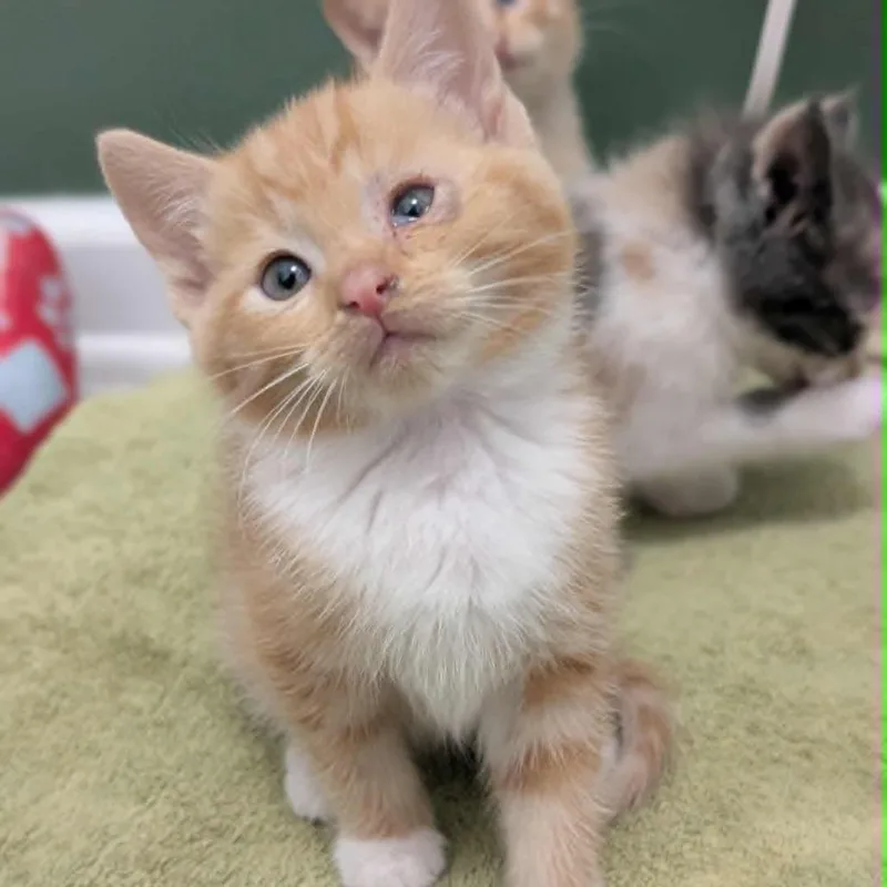 A baby small-sized female Orange / Red Domestic Short Hair cat named Princess Meownonoke for adoption in Columbus, GA