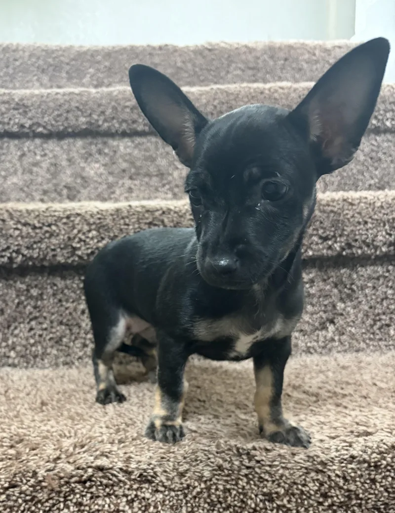 Romeo