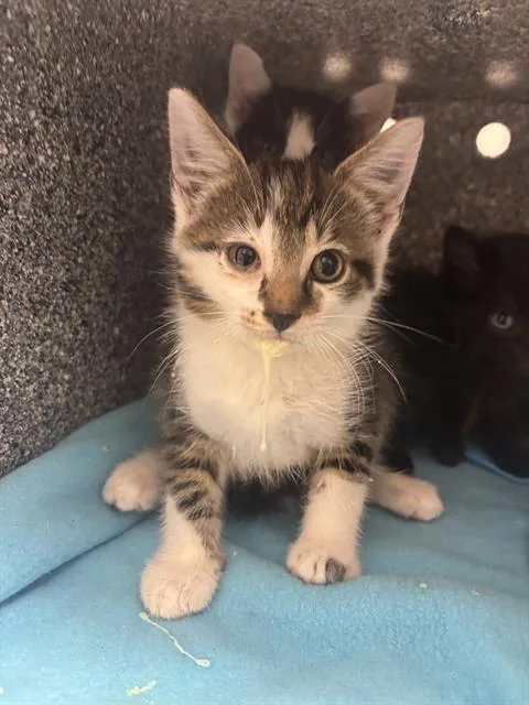A baby small-sized male Domestic Short Hair cat named Riddler for adoption in Indianapolis, IN