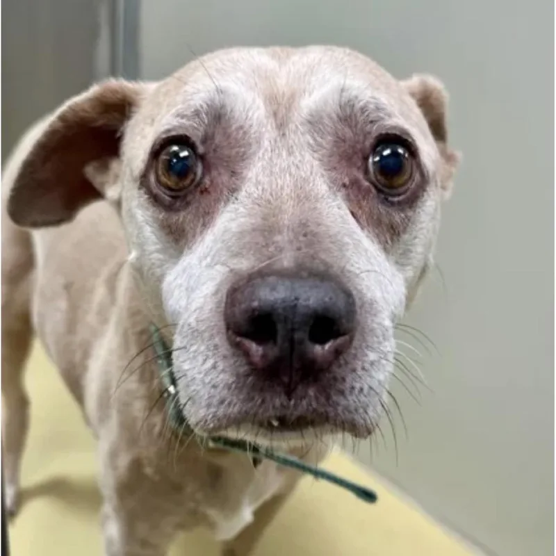 A senior medium-sized female Yellow / Tan / Blond / Fawn Mixed Breed dog named Ruthanne for adoption in Spring Hill, KS