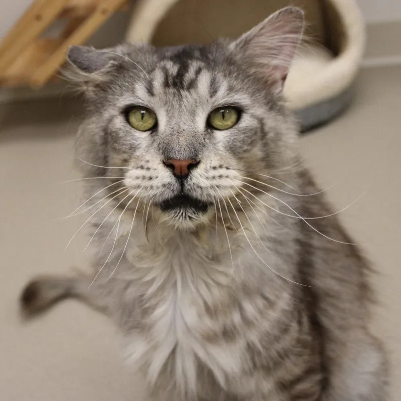 A senior extra large-sized male Maine Coon cat named Heneri for adoption in Champaign, IL