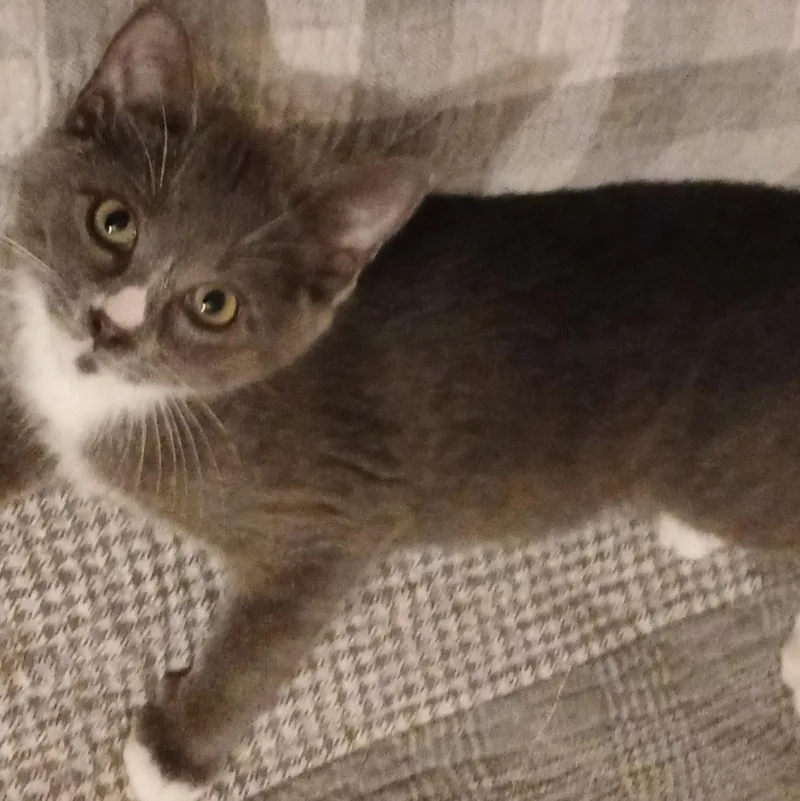 A young medium-sized male Domestic Short Hair cat named Maverick for adoption in lititz, PA
