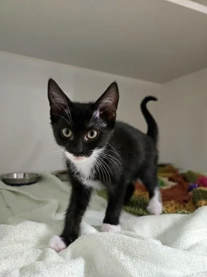 A baby medium-sized female Domestic Short Hair cat named Sleepwalker for adoption in Savannah, GA