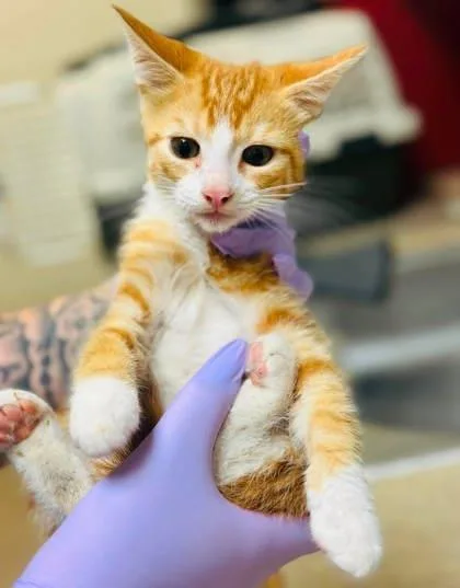 A baby small-sized male Domestic Short Hair cat named Jersey Giant for adoption in West Chester, PA