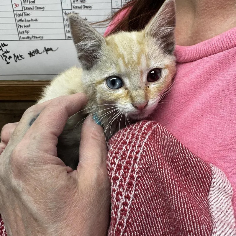 A baby small-sized female White Exotic Shorthair cat named Hemi for adoption in Carlin, NV