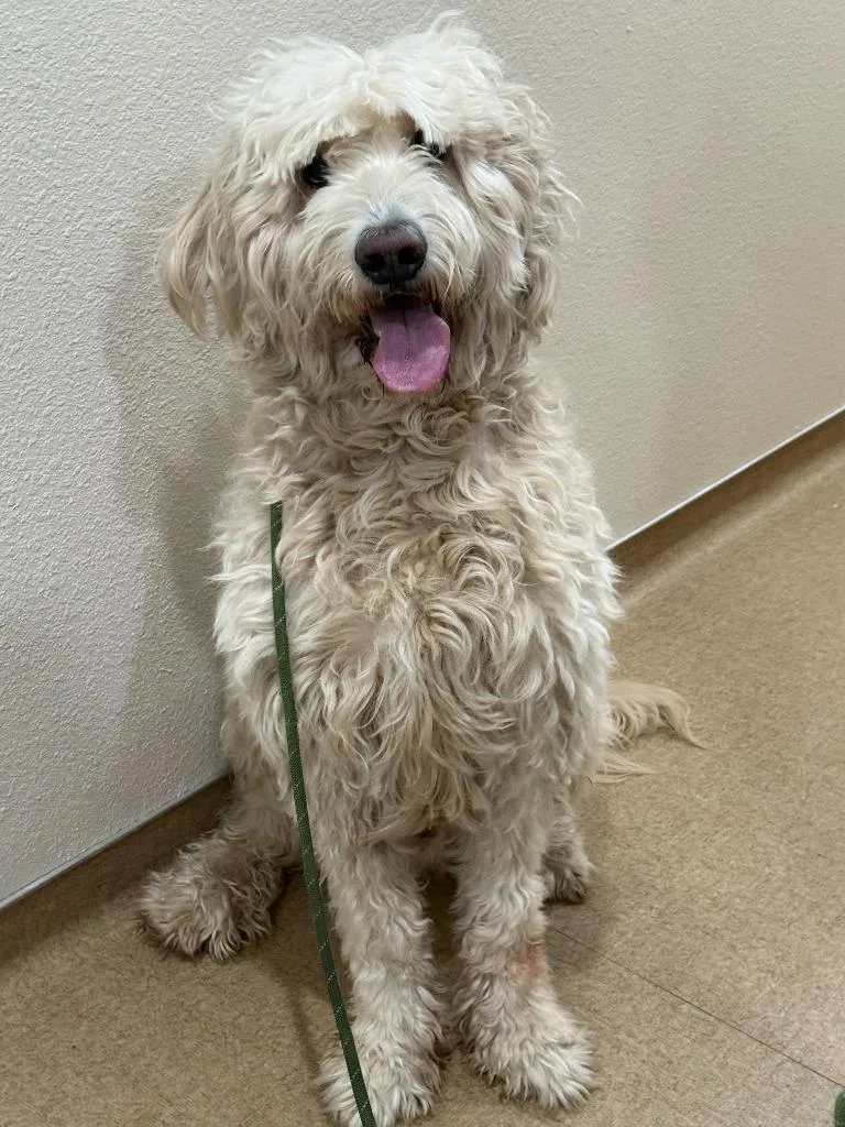 An adult large-sized male Mixed Breed dog named Beau for adoption in Vacaville, CA