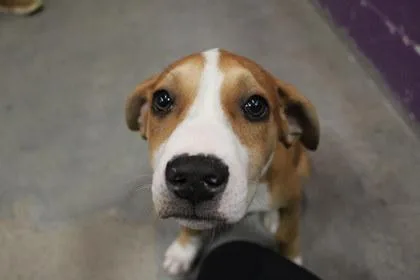 An adult large-sized male Pit Bull Terrier dog named Jamie for adoption in Kansas City, MO
