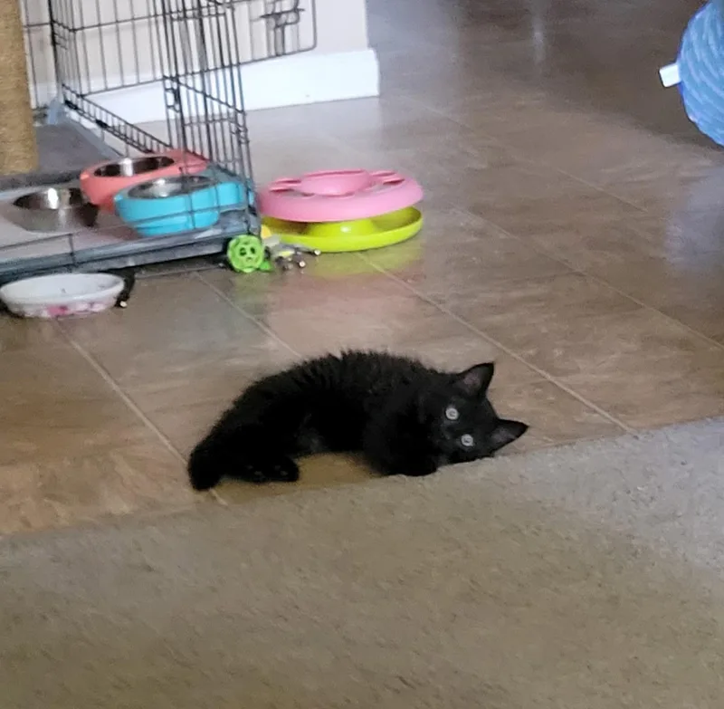 A baby small-sized male Domestic Long Hair cat named Silas for adoption in Dixon, CA
