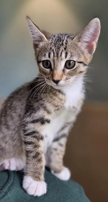 A baby small-sized male Domestic Short Hair cat named Uce for adoption in Honolulu, HI