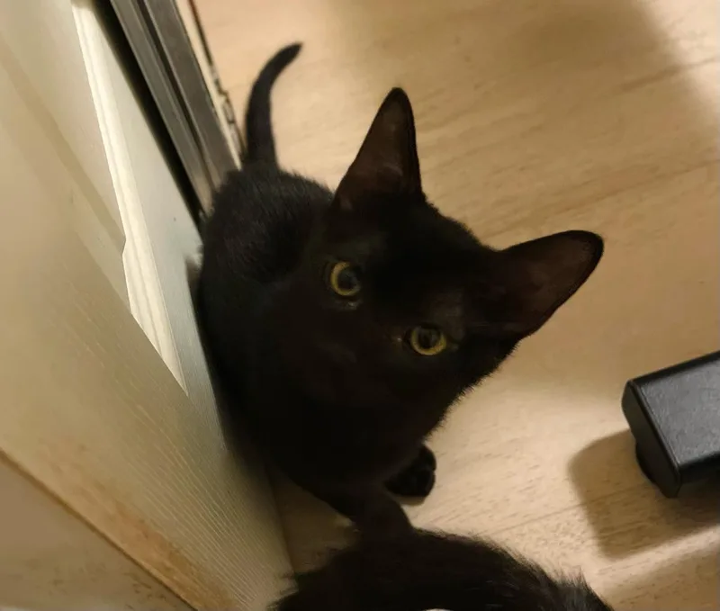 A baby small-sized male Black Domestic Short Hair cat named Shadow Lindner for adoption in Chandler, AZ