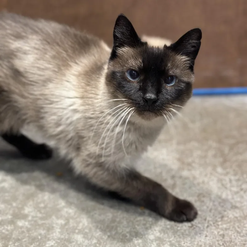 A senior medium-sized female Brown / Chocolate Domestic Short Hair cat named Malia for adoption in Matteson, IL