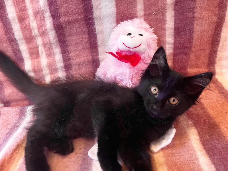 A baby large-sized male Domestic Long Hair cat named Salem for adoption in Spring Valley, CA