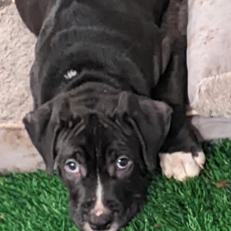 Bullseye thumbnail 4