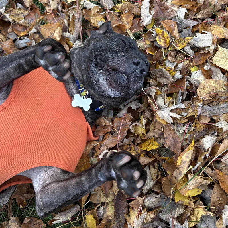 Miss Mia! Courtesy Listing thumbnail 3