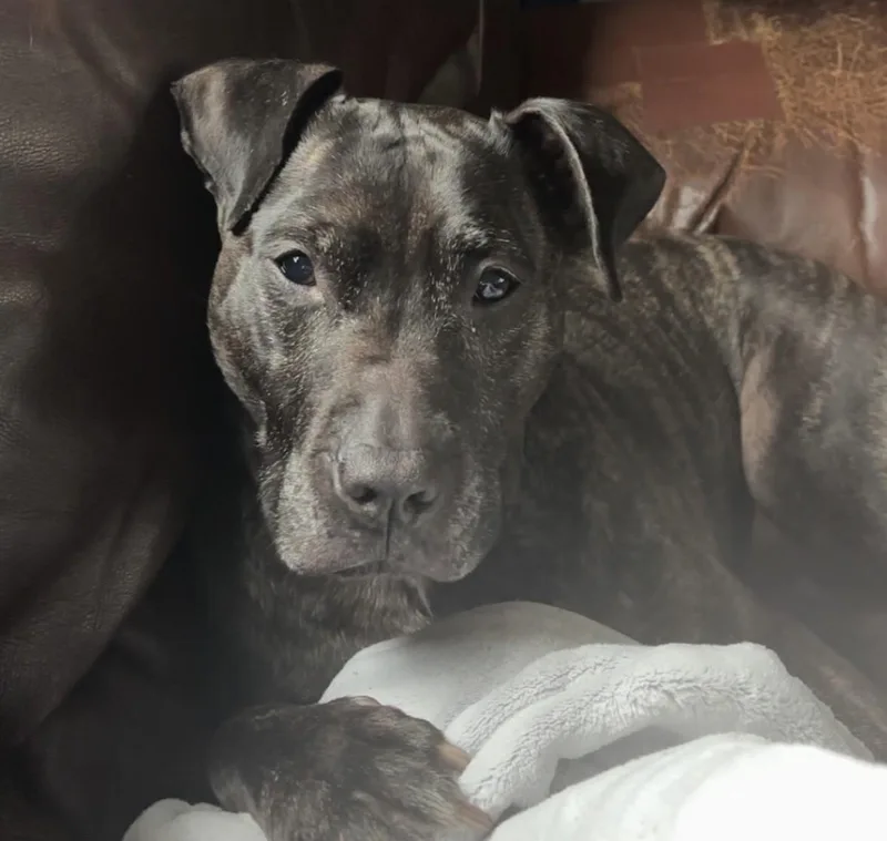 Miss Mia! Courtesy Listing thumbnail 5