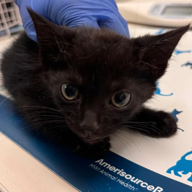 A baby small-sized male Black Domestic Short Hair cat named Snapdragon for adoption in Lynchburg, VA