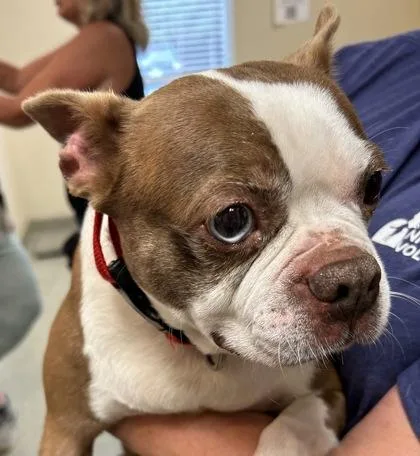 An adult small-sized female Boston Terrier dog named Brie for adoption in Kansas City, MO