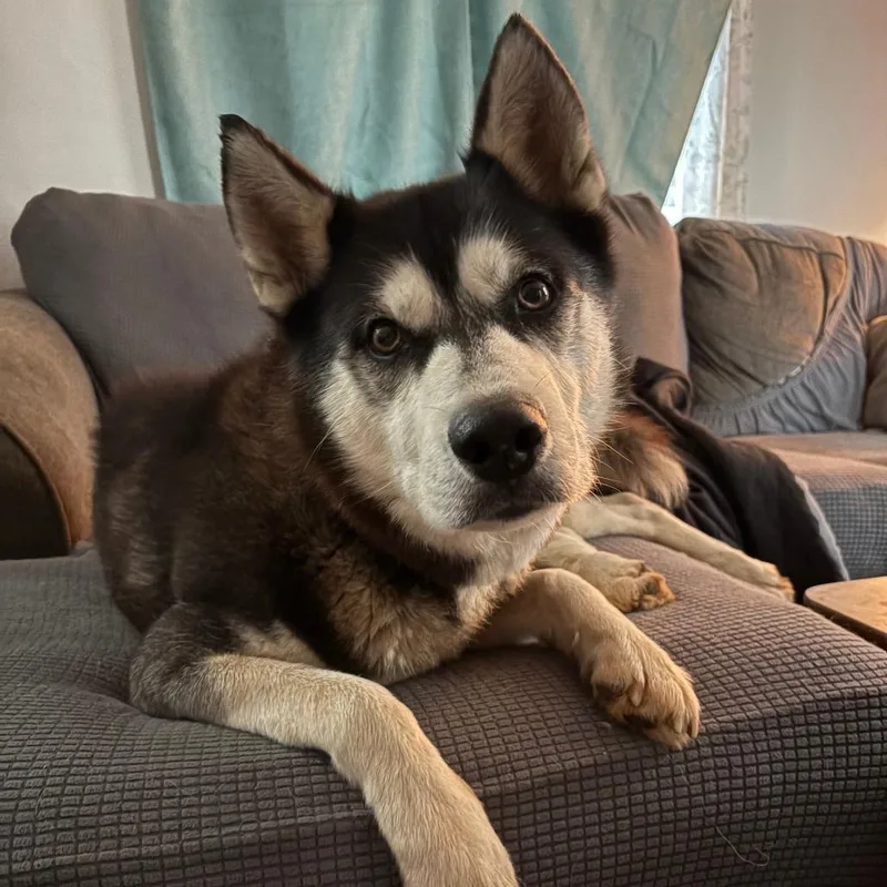Kota