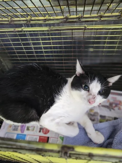 A young medium-sized male Domestic Short Hair cat named Whiskers for adoption in San Antonio, TX