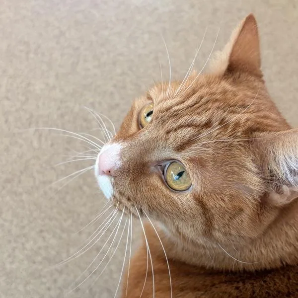 A senior extra large-sized male Domestic Short Hair cat named Garfield for adoption in Oakland, CA