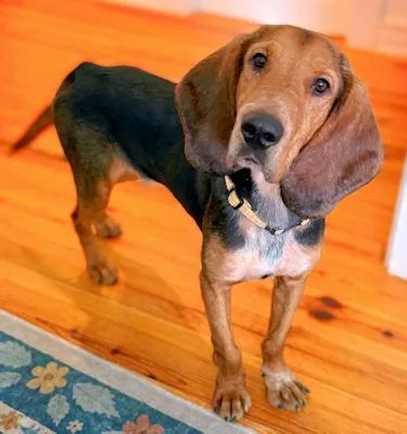 A young large-sized male Bloodhound dog named Journey for adoption in Leawood, KS