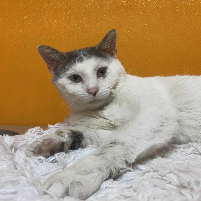 An adult medium-sized male White Domestic Short Hair cat named Mandrake for adoption in Elyria, OH