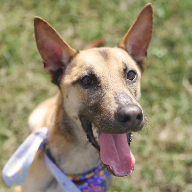 An adult medium-sized male Belgian Shepherd / Malinois dog named Dan for adoption in San Antonio, TX