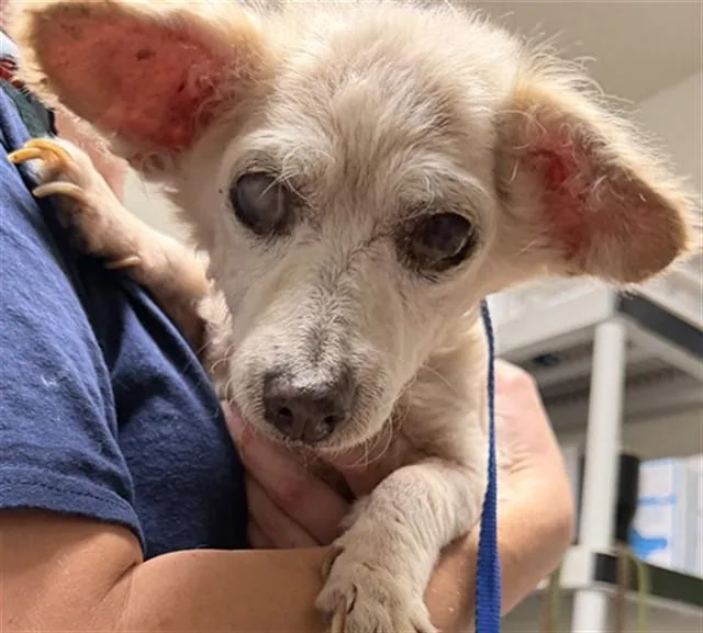 A senior small-sized female Chihuahua dog named Harper for adoption in Bakersfield, CA