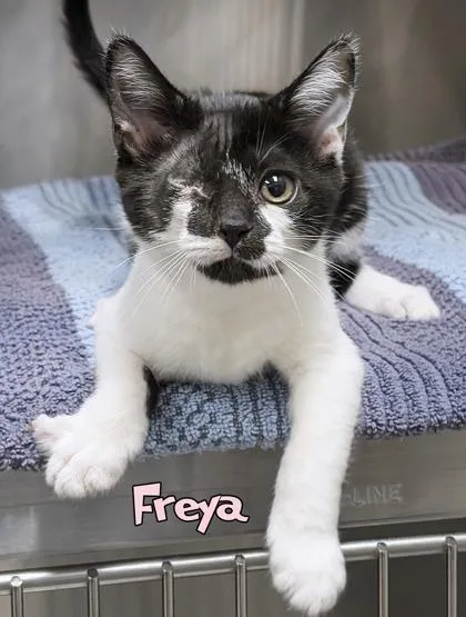 Freya