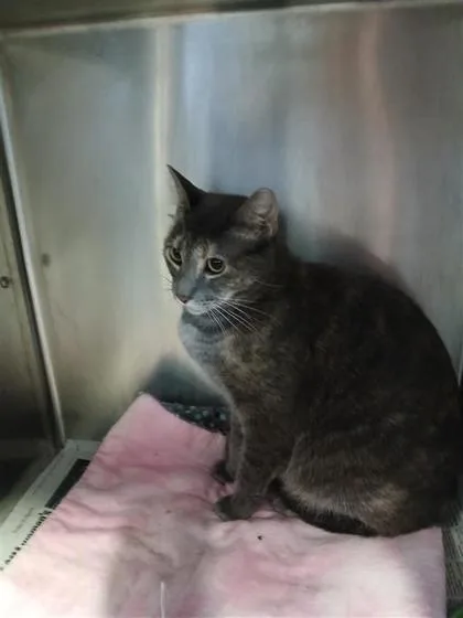 An adult large-sized male Domestic Short Hair cat named Sushi for adoption in Largo, FL