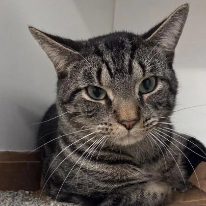 An adult medium-sized male Domestic Short Hair cat named Brownie for adoption in Voorhees, NJ