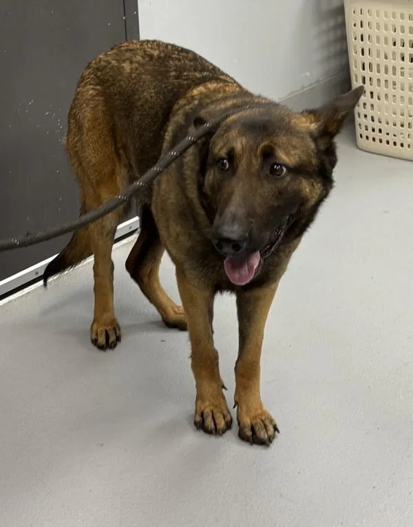 Pen C Cupcake Hw+ thumbnail 2