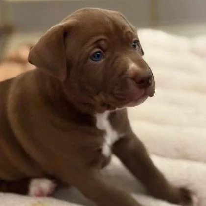 A baby medium-sized female Brown / Chocolate Labrador Retriever dog named Dolly Barkton for adoption in North Charleston, SC