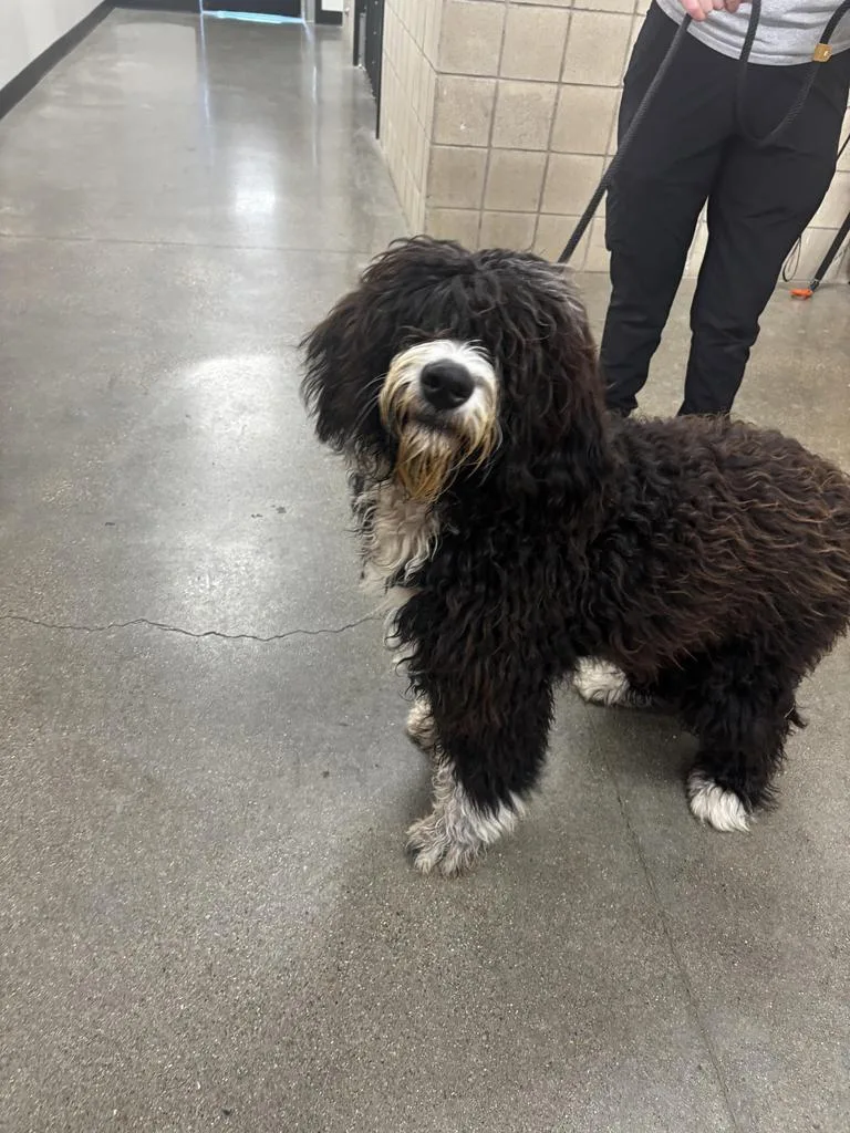A young large-sized female Poodle dog named Netty for adoption in Greenfield, IN