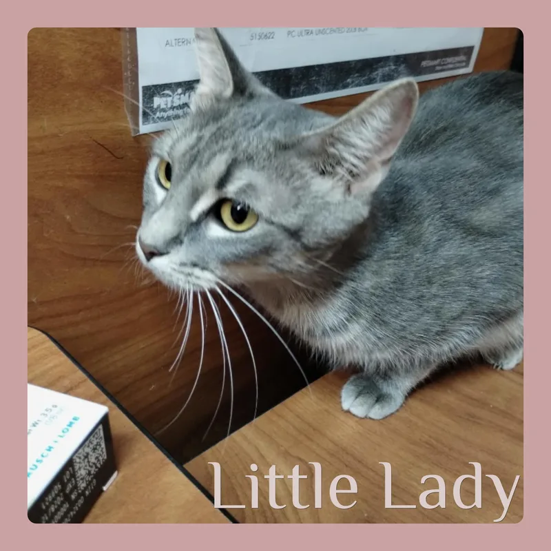 Little Lady