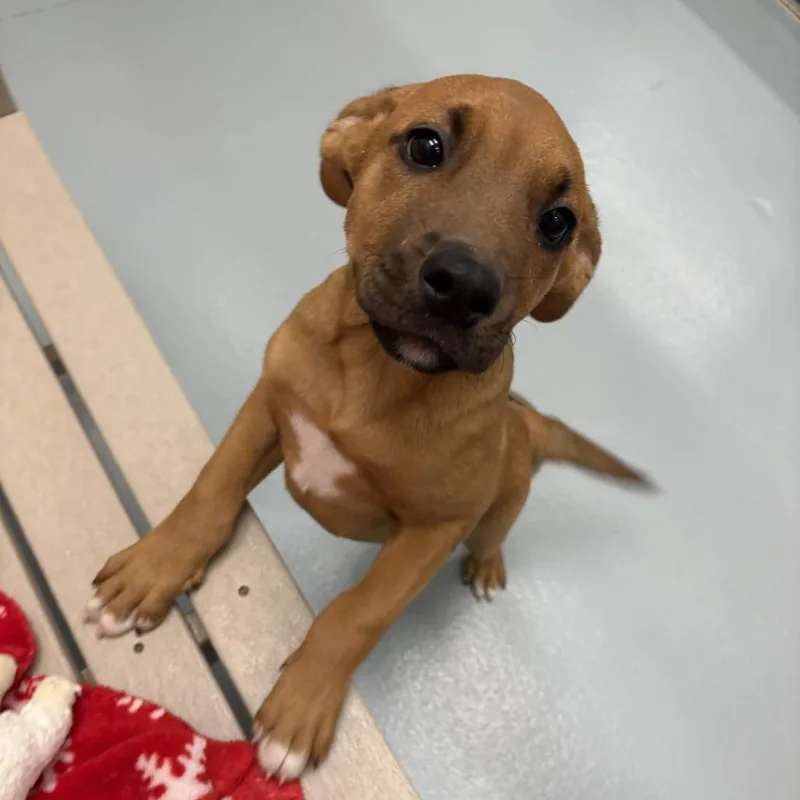 A baby small-sized female Yellow / Tan / Blond / Fawn Black Labrador Retriever dog named Miss Spink for adoption in Beaumont, TX