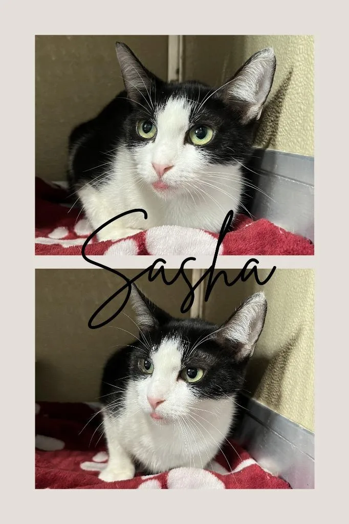 A young medium-sized female Domestic Short Hair cat named Sasha indooroutdoor for adoption in Pierceton, IN