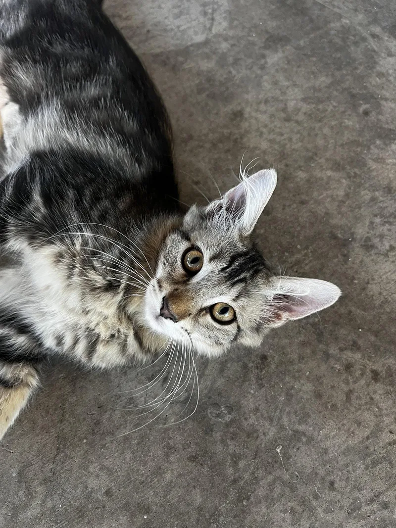 A baby medium-sized female Domestic Short Hair cat named Lea for adoption in Phoenix, AZ