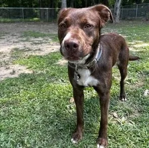 An adult medium-sized female Brown / Chocolate Labrador Retriever dog named Mocha for adoption in Reisterstown, MD