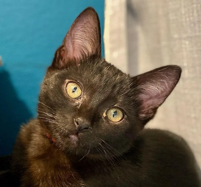 A baby medium-sized female Black Domestic Short Hair cat named Wynonna for adoption in Seal Beach, CA